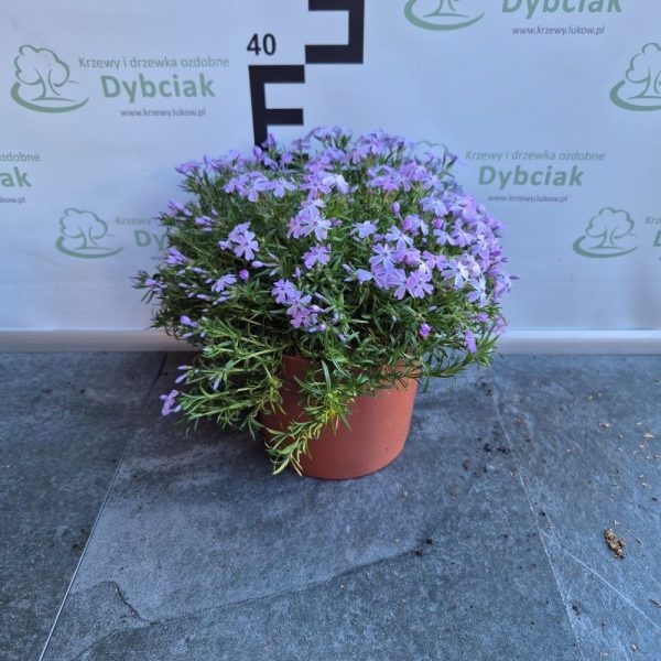 Floks 'Viola' - obrazek 5