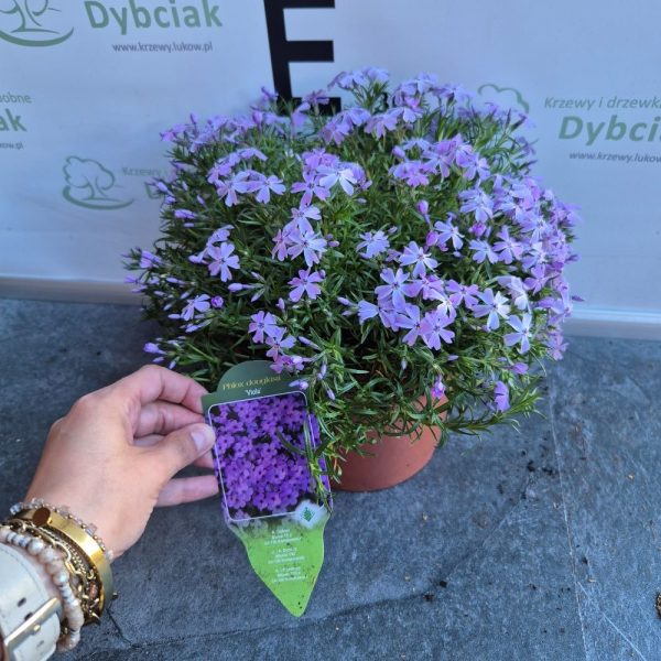 Floks 'Viola' - obrazek 6