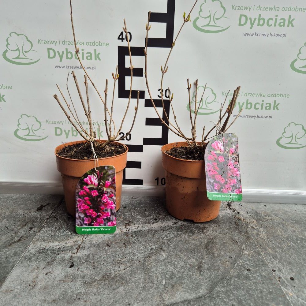 Krzewuszka 'Victoria' - obrazek 2