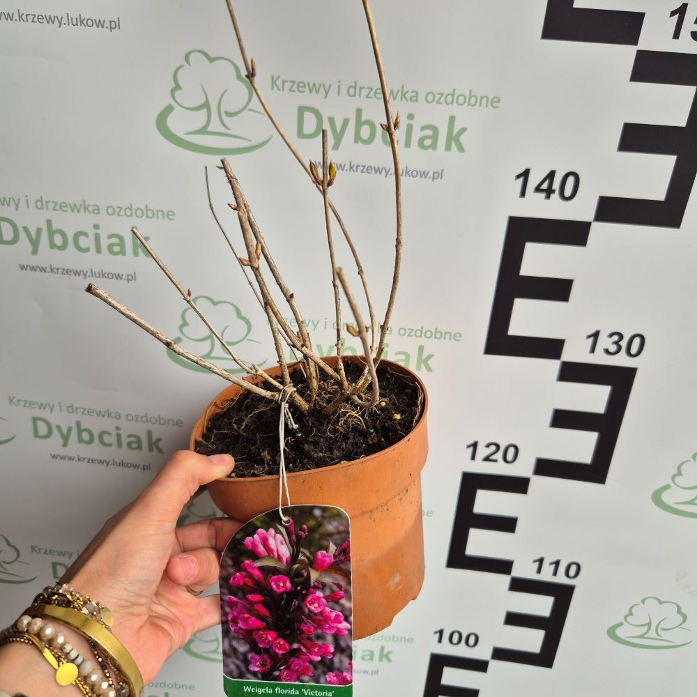 Krzewuszka 'Victoria' - obrazek 3