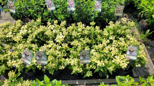 Hortensja bukietowa 'Polestar' - obrazek 7