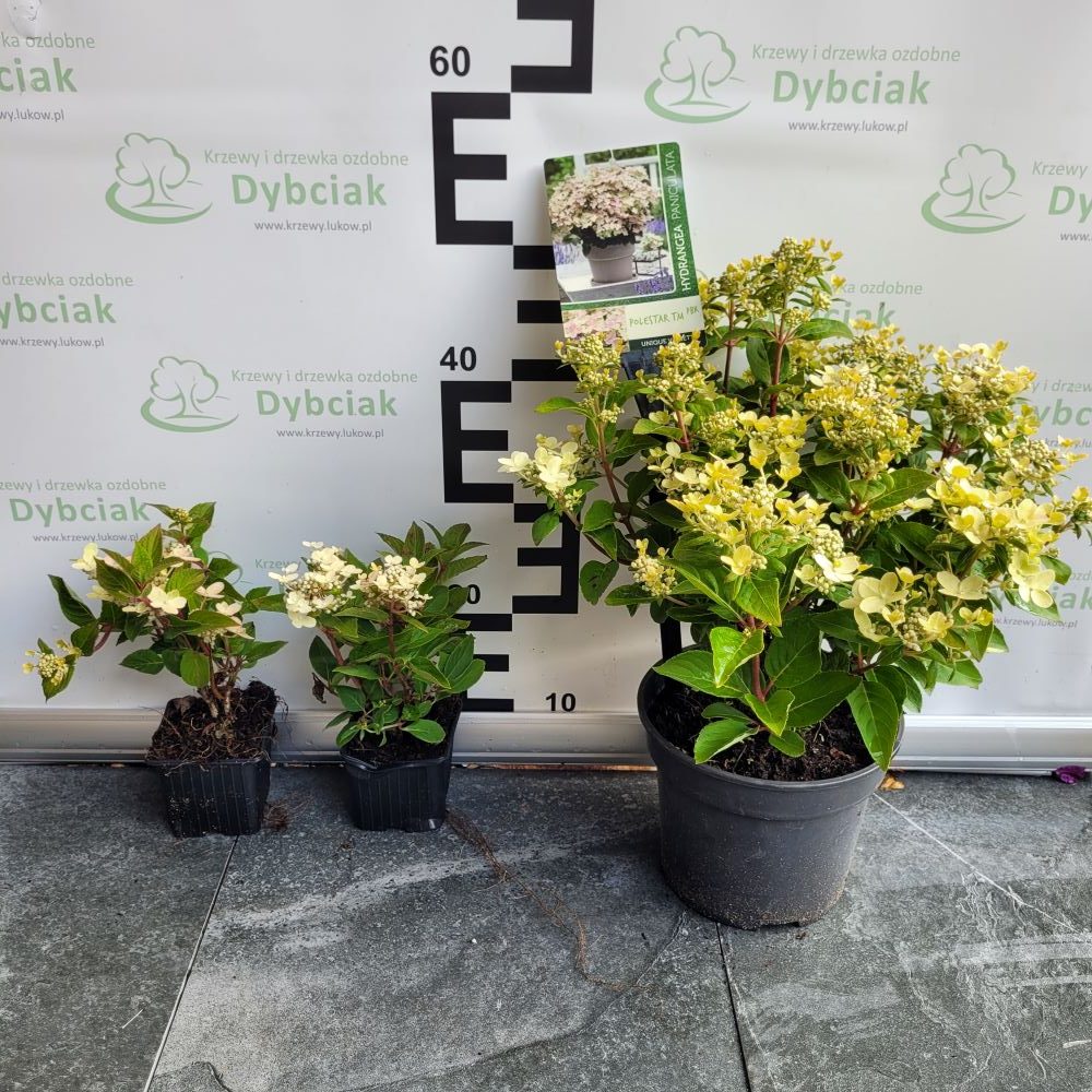 Hortensja bukietowa 'Polestar' - obrazek 4