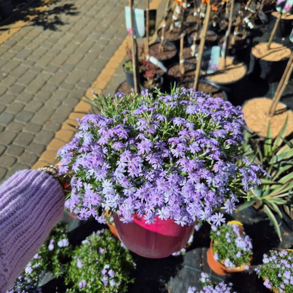 Floks 'Viola' - obrazek 4