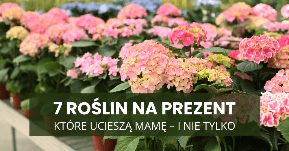 7 roślin na prezent, które ucieszą mamę – i nie tylko