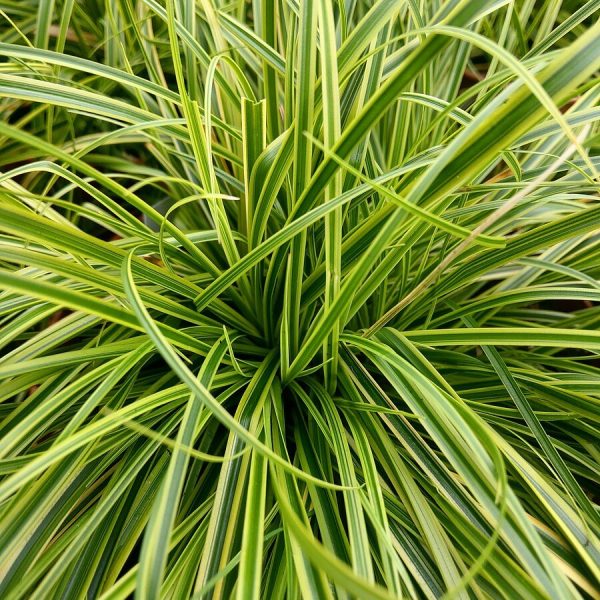 Turzyca 'Gold Fountain'