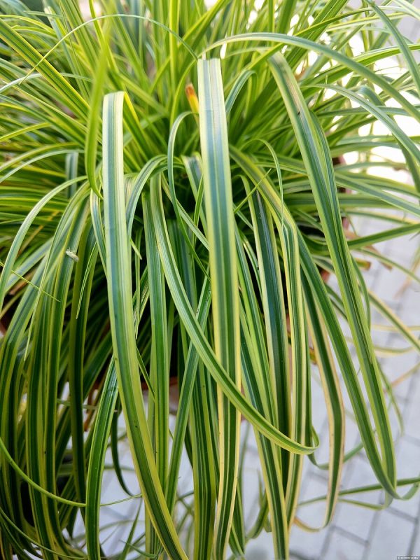 Turzyca 'Gold Fountain' - obrazek 9