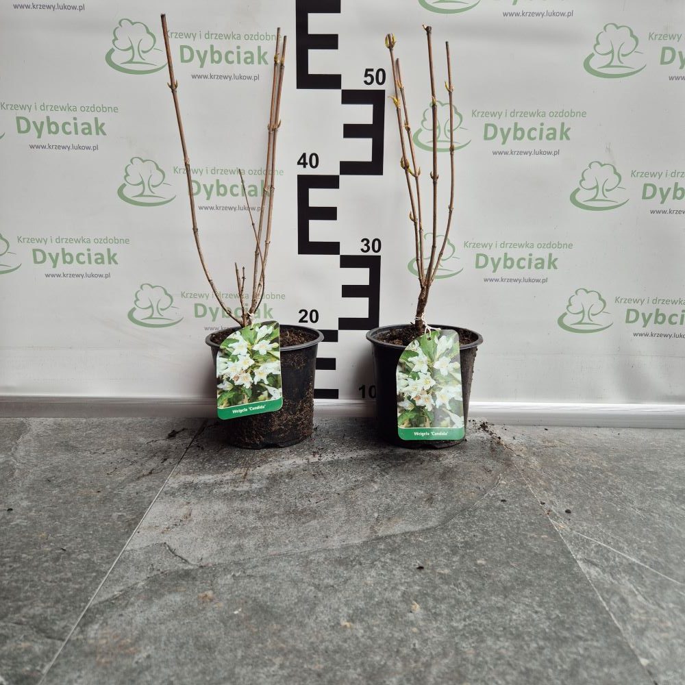 Krzewuszka ‘Candida’ - obrazek 2