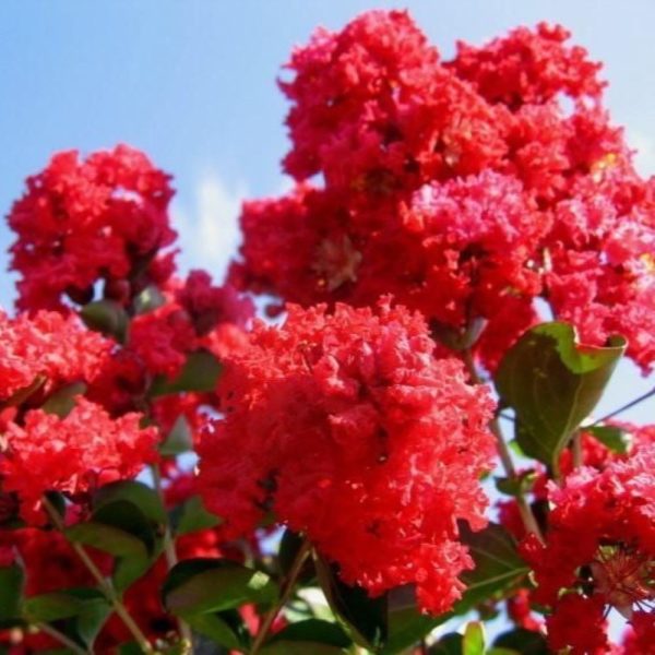 Lagerstroemia 'Rubra'