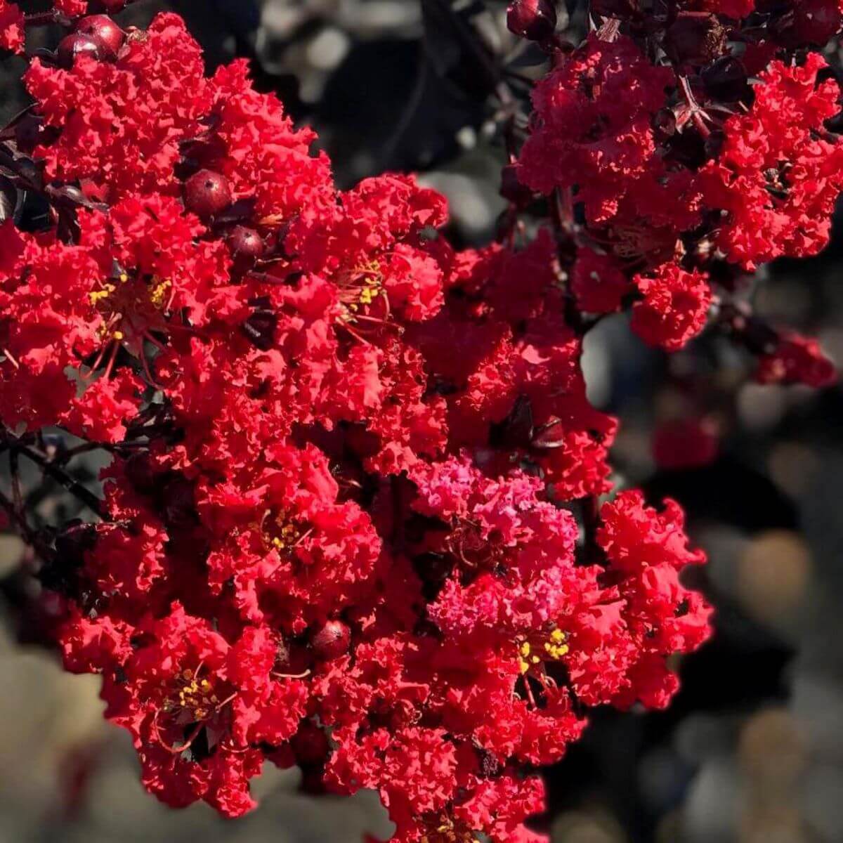 Lagerstroemia 'Red Imperator' - obrazek 2