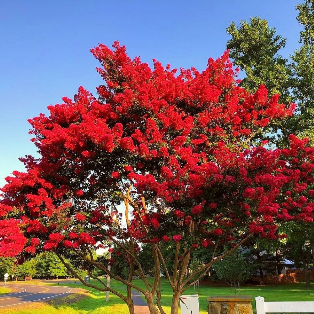 Lagerstroemia 'Red Imperator' - obrazek 3