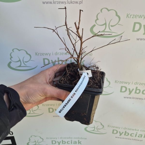 Lagerstroemia 'Red Imperator' - obrazek 4