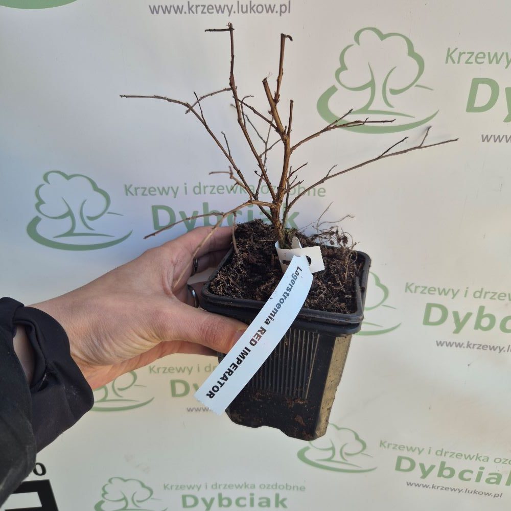 Lagerstroemia 'Red Imperator' - obrazek 4