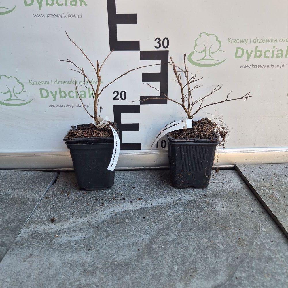 Lagerstroemia 'Red Imperator' - obrazek 5