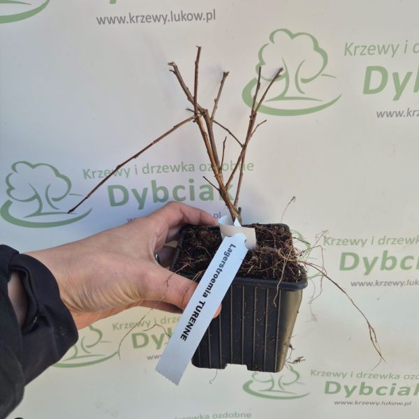 Lagerstroemia 'Turenne' - obrazek 5