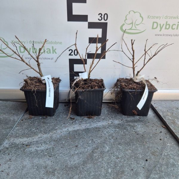Lagerstroemia 'Turenne' - obrazek 4