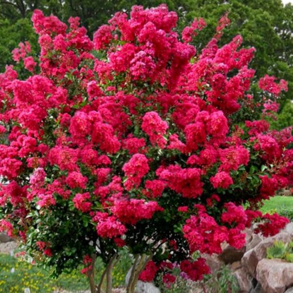 Lagerstroemia 'Turenne' - obrazek 3