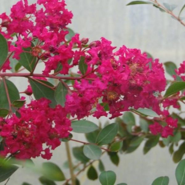 Lagerstroemia 'Turenne' - obrazek 2