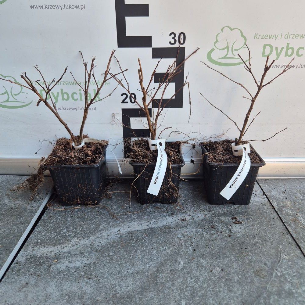 Lagerstroemia 'Magnifica Rubra' - obrazek 3