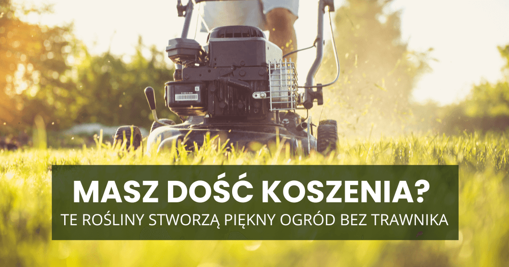 Masz dość koszenia? Te rośliny stworzą piękny ogród bez trawnika