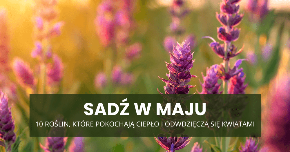 Sadź w maju – 10 roślin, które pokochają ciepło i odwdzięczą się kwiatami