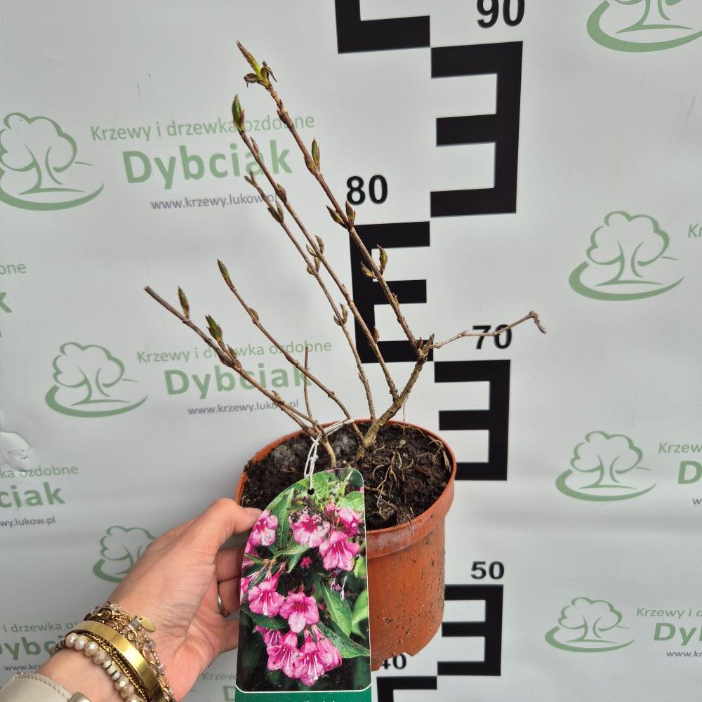 Krzewuszka ‘Rumba’ - obrazek 3