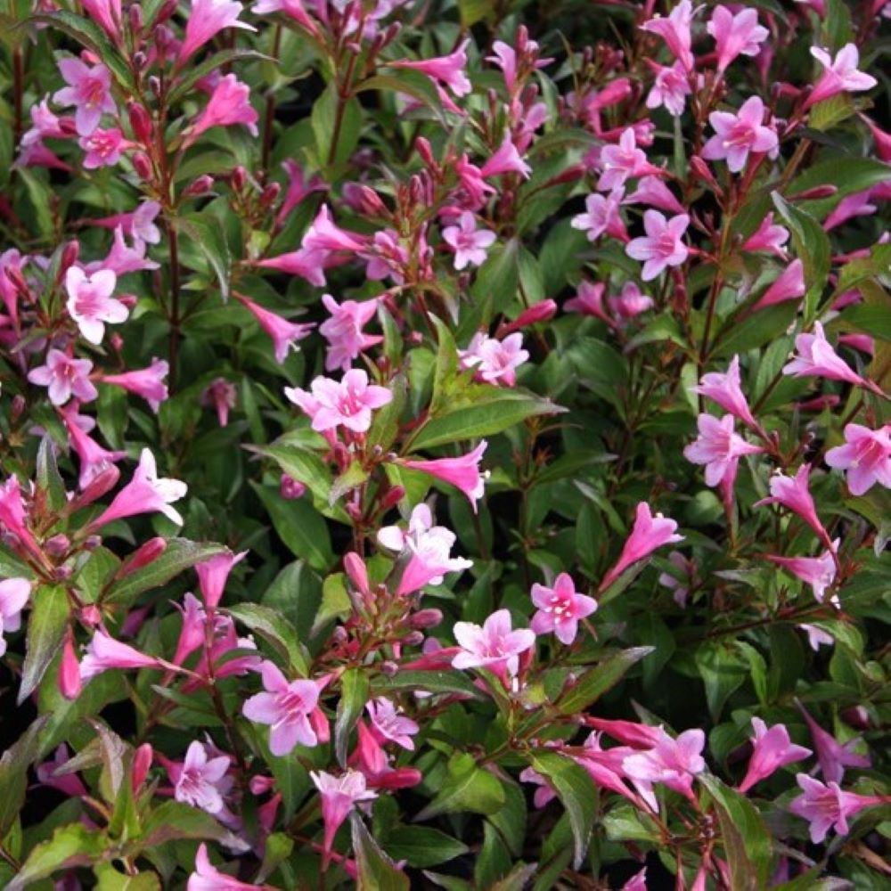 Krzewuszka 'Styriaca' - obrazek 2