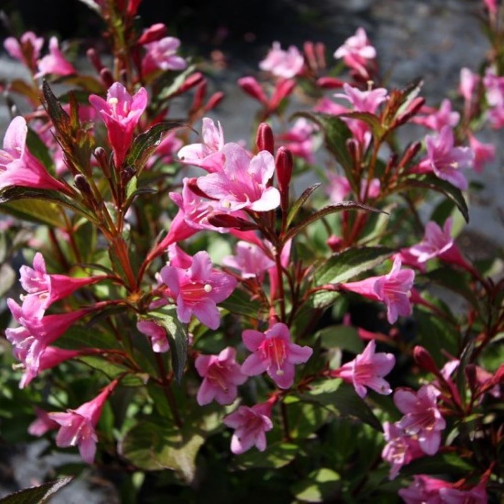 Krzewuszka 'Styriaca'