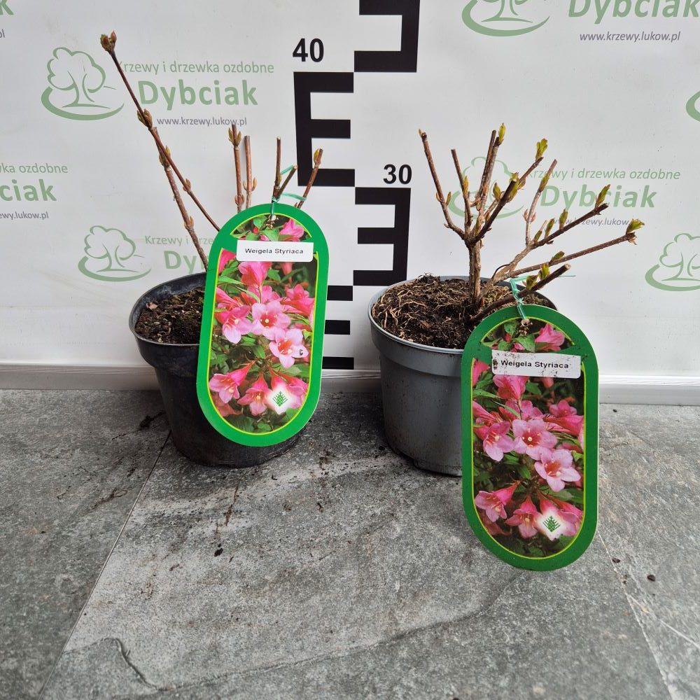 Krzewuszka 'Styriaca' - obrazek 3