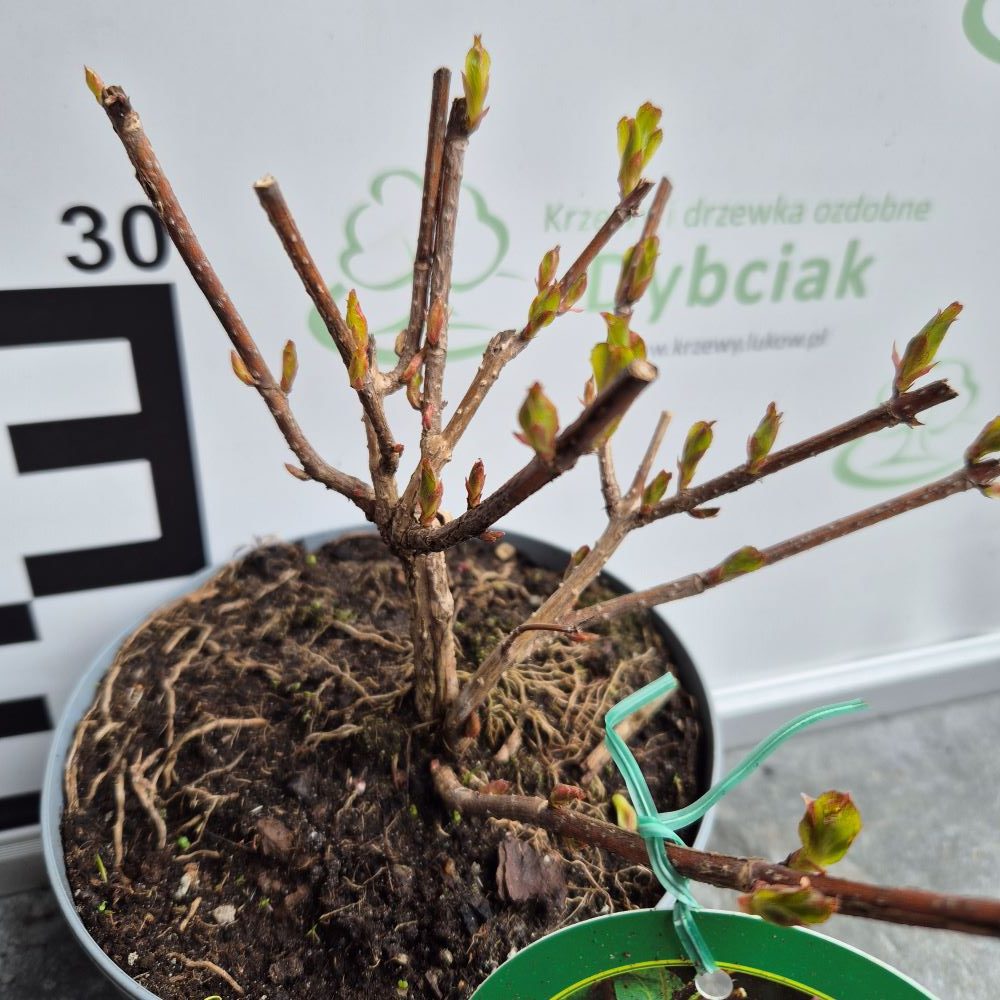 Krzewuszka 'Styriaca' - obrazek 4