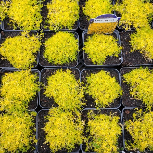 Karmnik ościsty 'Lime Moss' - obrazek 2