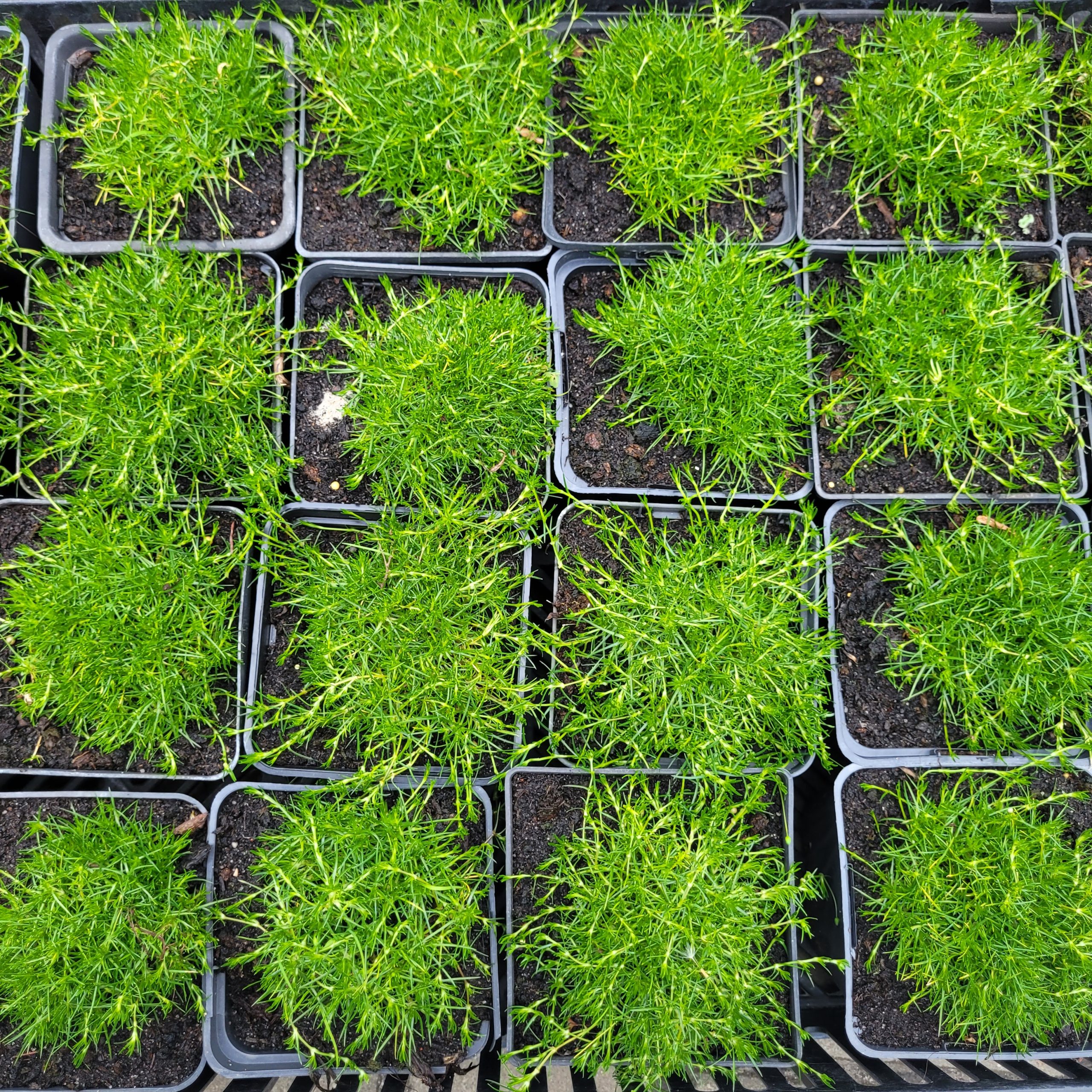 Karmnik ościsty - obrazek 2