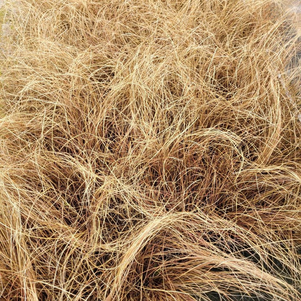 Turzyca 'Milk Chocolate' - obrazek 4