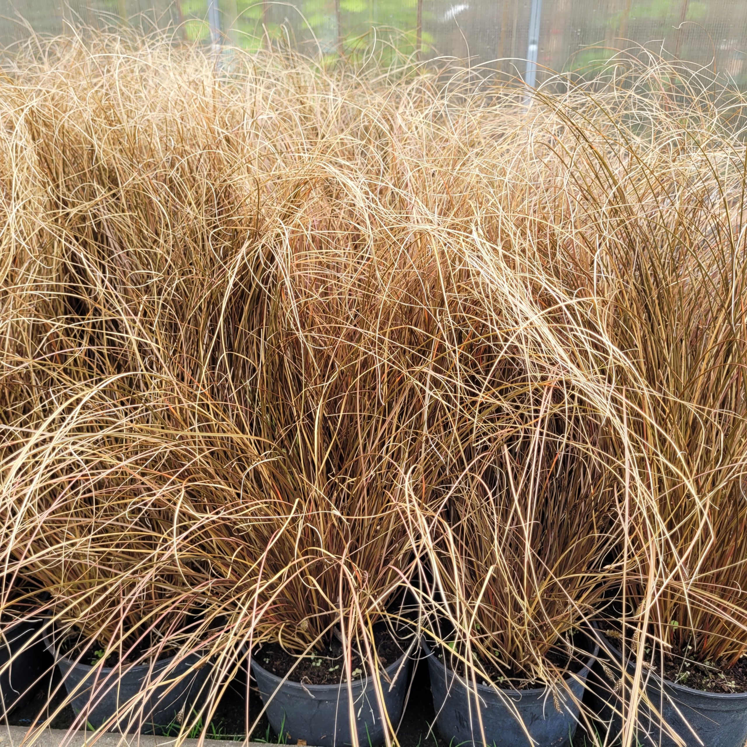 Turzyca 'Milk Chocolate' - obrazek 2