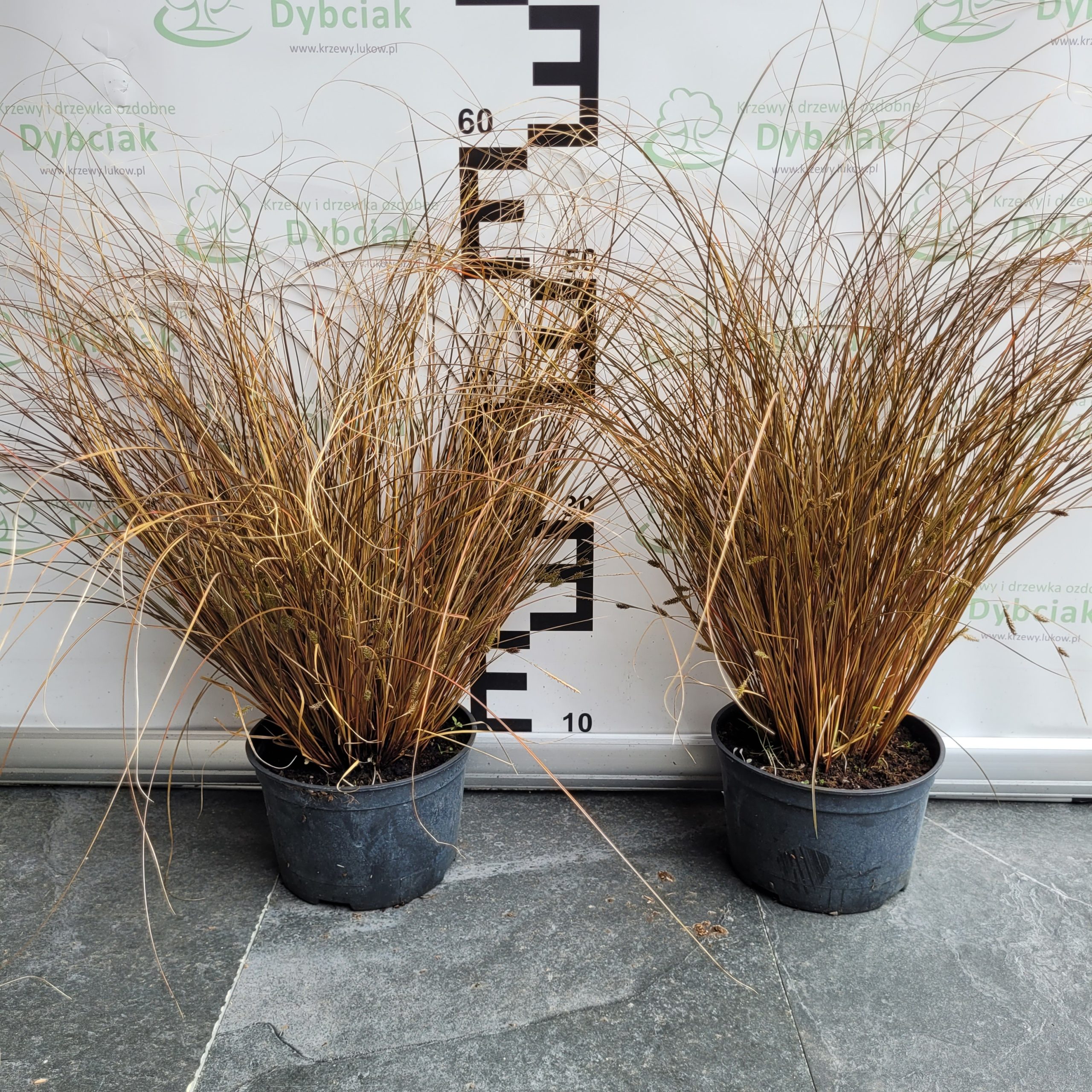 Turzyca 'Milk Chocolate'