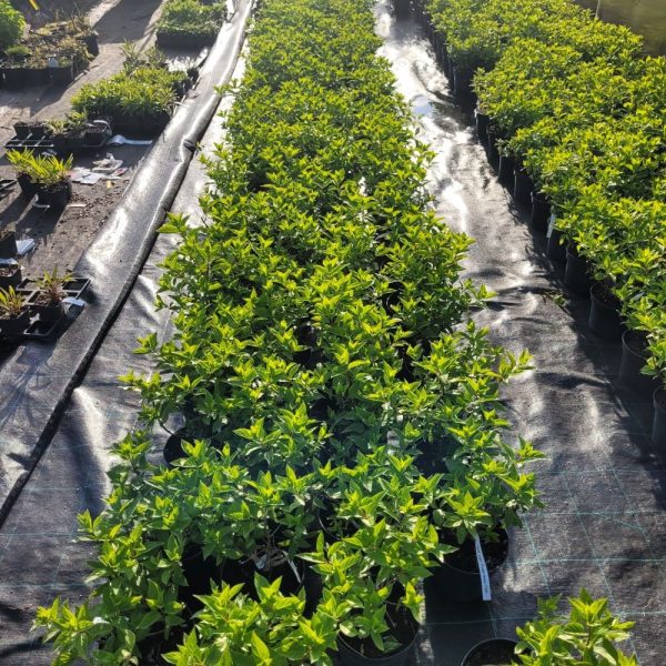 Hortensja bukietowa 'Polar Bear'® - obrazek 2