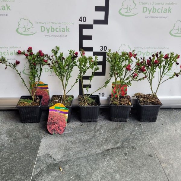 Żarnowiec ‘Boskoop Ruby’ - obrazek 5