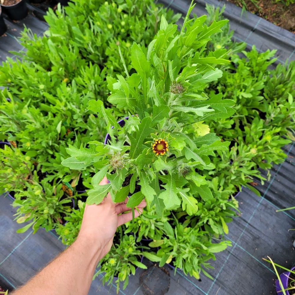 Gailardia ognista 'Kobold' - obrazek 3