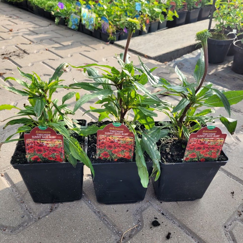 Jeżówka 'Sunny Days Ruby' - obrazek 2