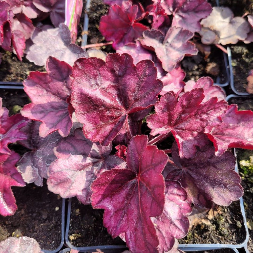 Żurawka 'Wild Rose'