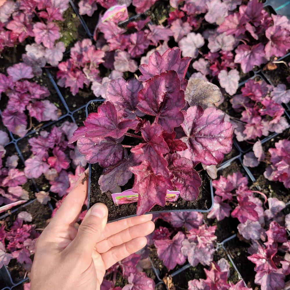 Żurawka 'Wild Rose' - obrazek 2