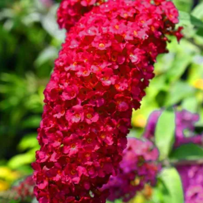 Budleja Davida 'Royal Red'