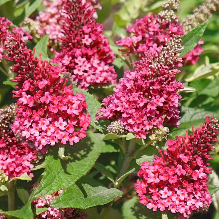 Budleja Dawida 'Little Rokstars Red'