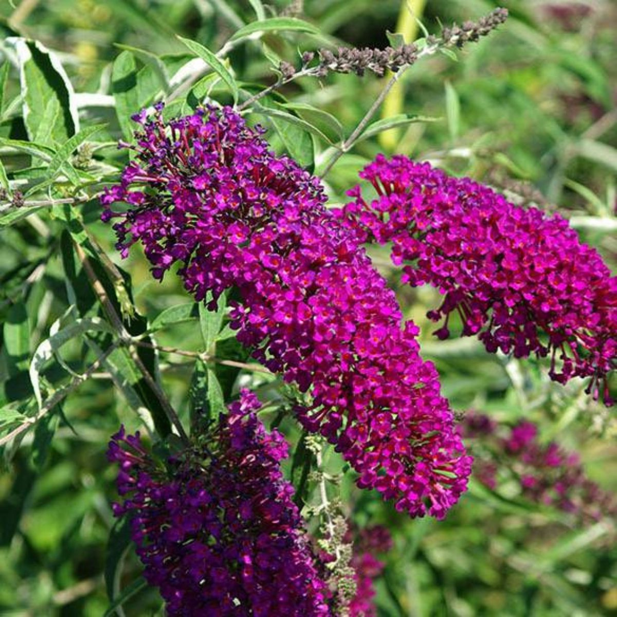 Budleja Dawida 'Nanho Purple'