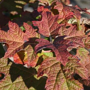Hortensja Dębolistna 'Ice Crystal'