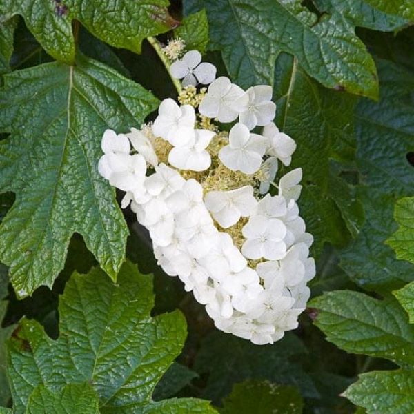 Hortensja Dębolistna 'Snowflake' - obrazek 2