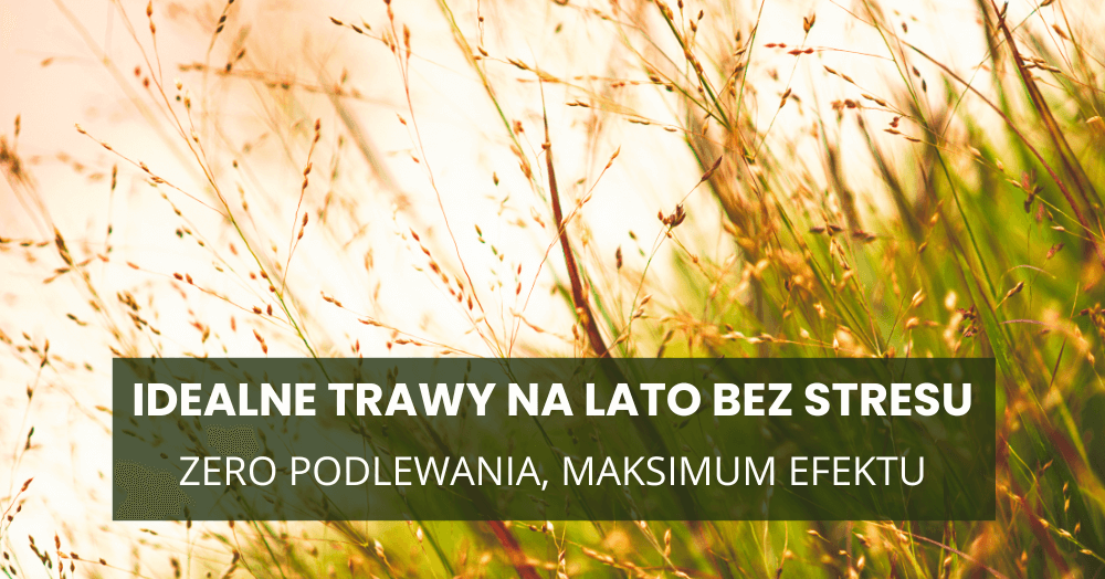 Zero podlewania, maksimum efektu – idealne trawy na lato bez stresu