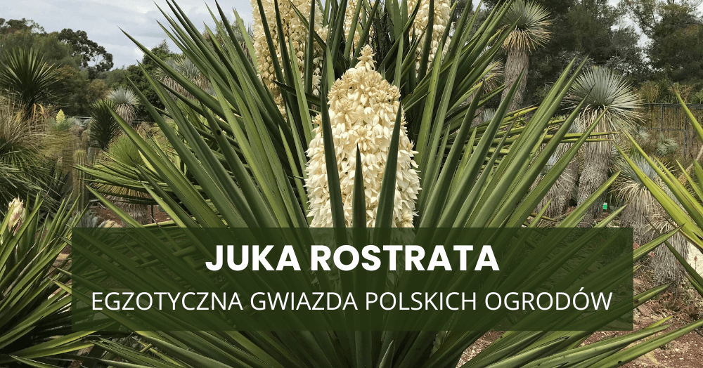 Juka rostrata – egzotyczna gwiazda polskich ogrodów. Skąd ta rosnąca moda?