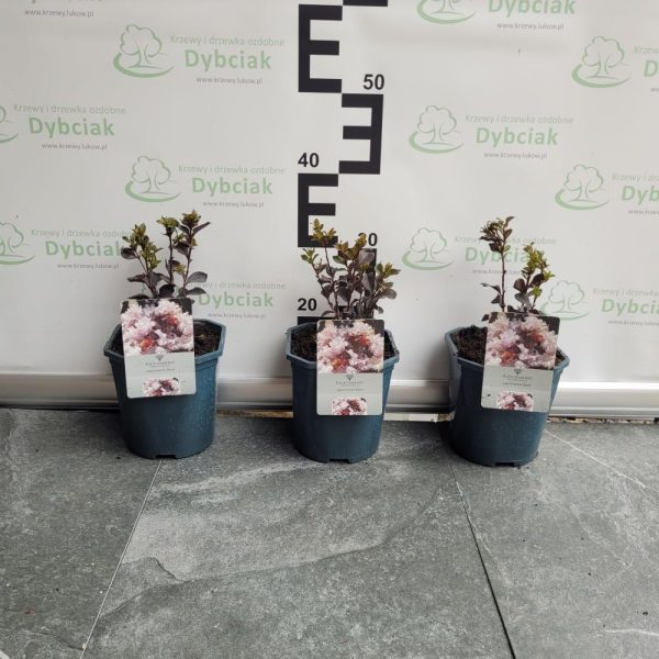 Lagerstroemia indica 'Blush'® Black Diamond - obrazek 3
