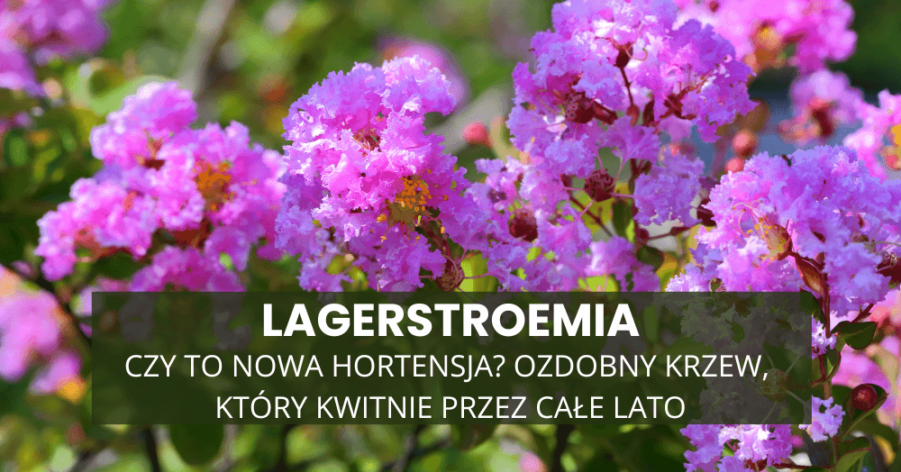 Lagerstroemia – czy to nowa hortensja? Ozdobny krzew, który kwitnie przez całe lato