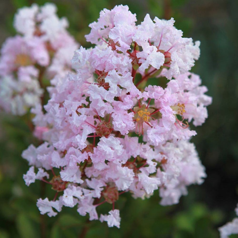 Lagerstroemia 'With Love Babe'